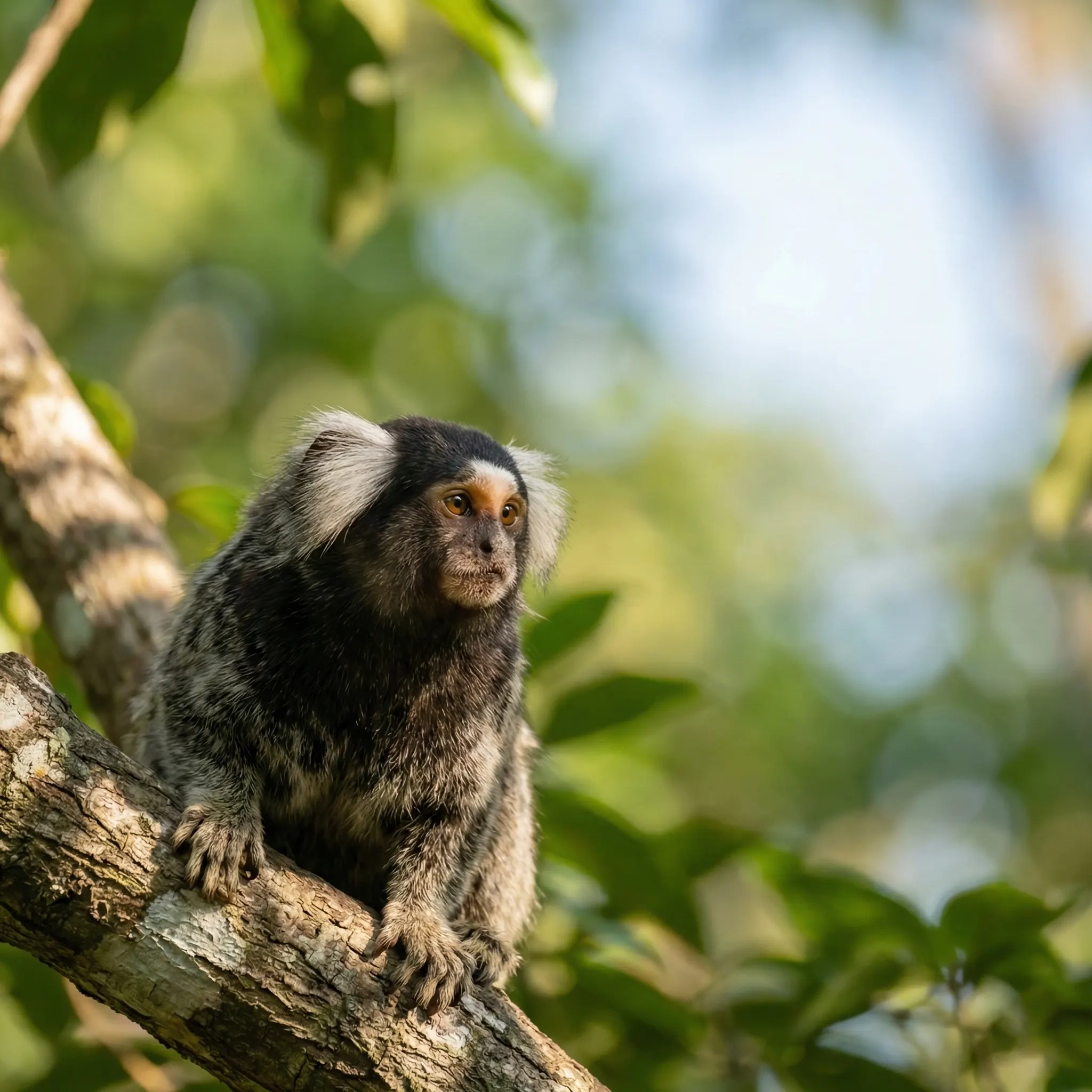 Marmoset Monkey